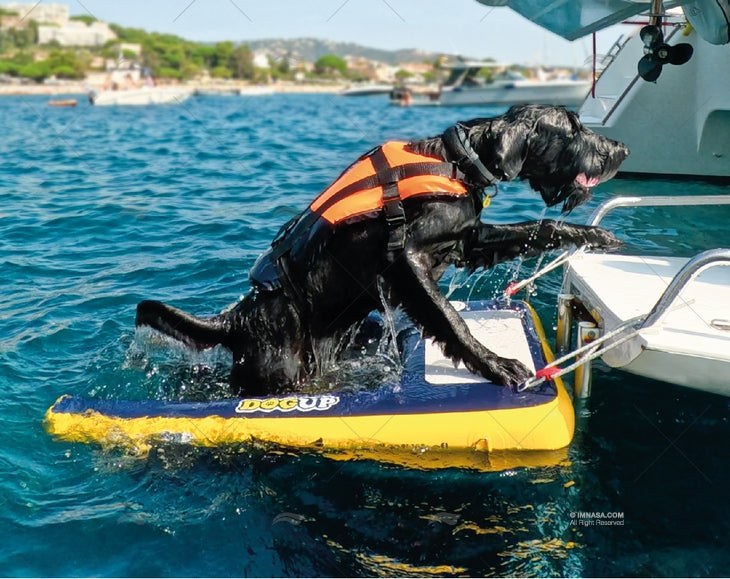 ÉCHELLE GONFLABLE POUR CHIEN